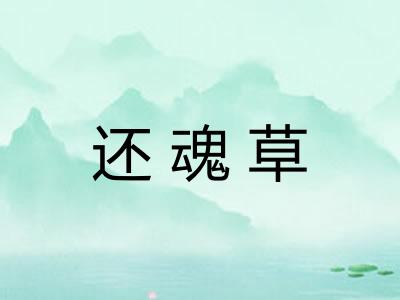 还魂草