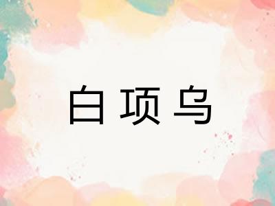 白项乌