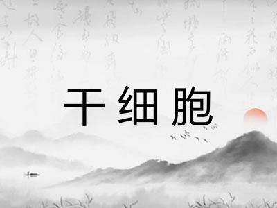 干细胞