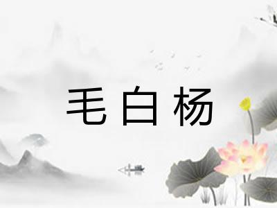 毛白杨