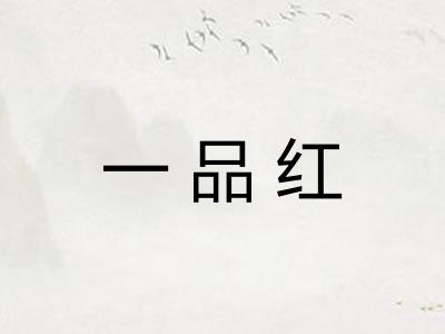 一品红