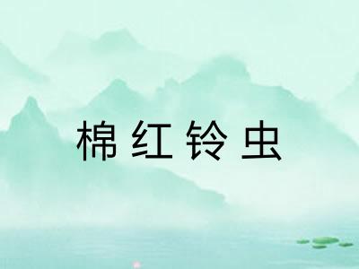 棉红铃虫